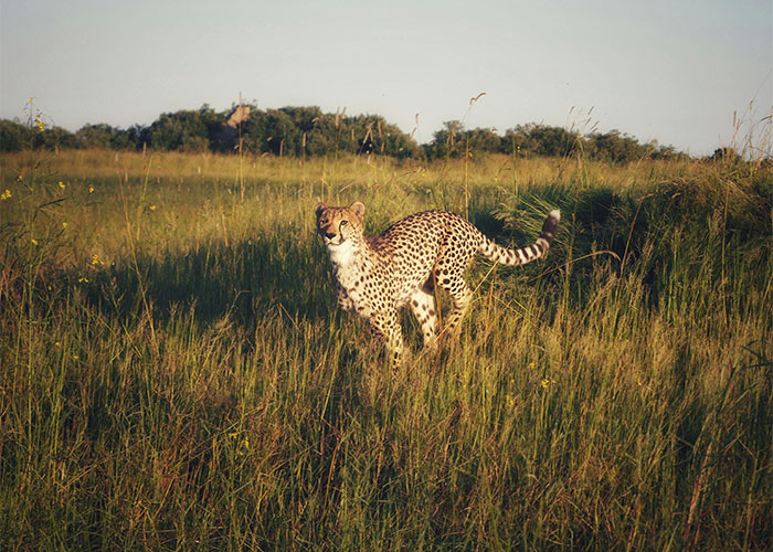 People Are Sharing Their Favorite Animal Facts That Never Cease To Amaze Them - 27