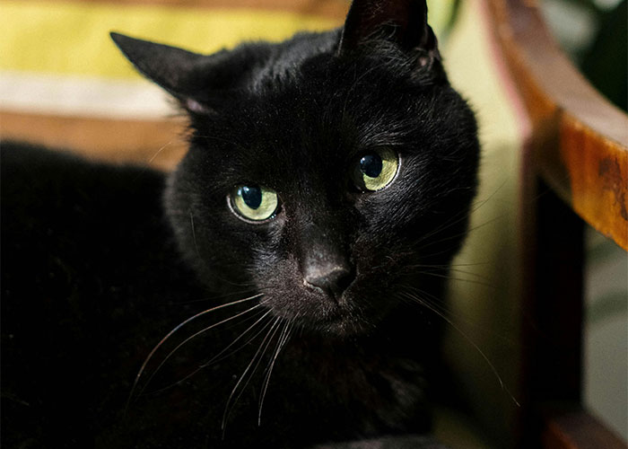 People Are Sharing Their Favorite Animal Facts That Never Cease To Amaze Them - 16