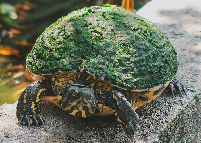 People Are Sharing Their Favorite Animal Facts That Never Cease To Amaze Them - 35