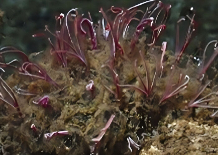 People Are Sharing Their Favorite Animal Facts That Never Cease To Amaze Them - 22