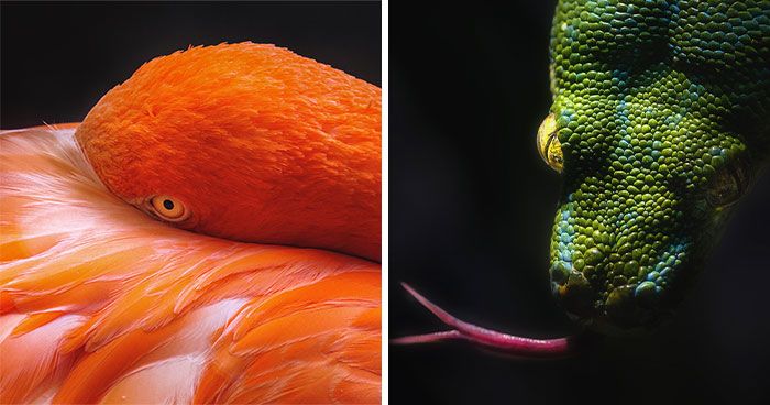 I’m An Animal Photographer, And Here Are My 14 Best Close-Up Eye Portraits I Took At The Zoo