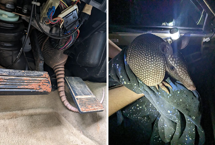 No quiere salir, intenta meterse más adentro... ¿alguna idea?