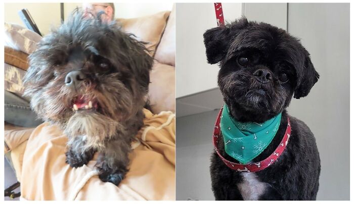 Before Haircut And After During The First Round Of Covid When Everything Was Closed. Buddy (2023 Rip)