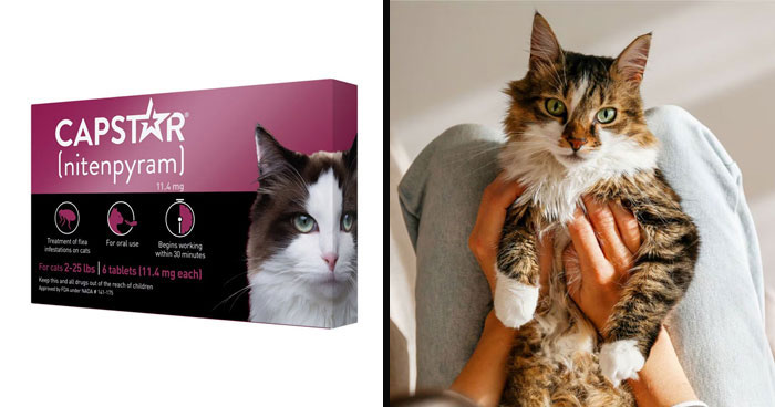 The 10 Best Flea Treatment For Cats, According To Vet