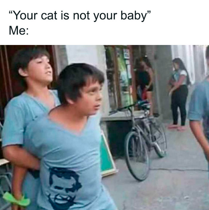 Best-Funny-Cat-Memes-Jokes