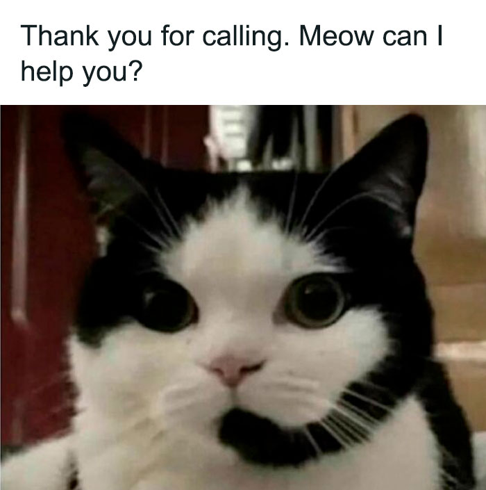 Best-Funny-Cat-Memes-Jokes