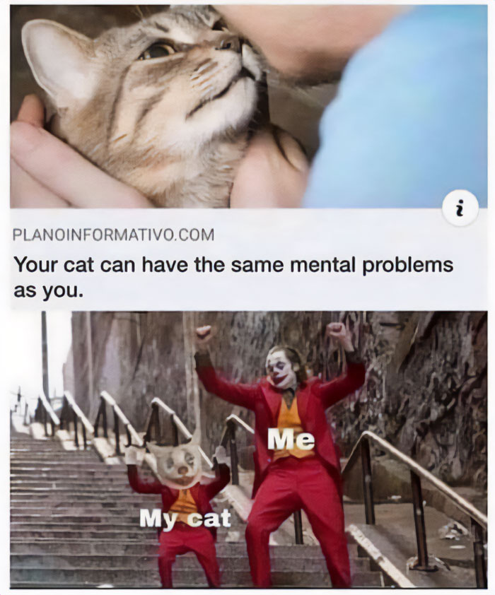 Best-Funny-Cat-Memes-Jokes