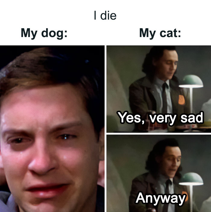 Best-Funny-Cat-Memes-Jokes