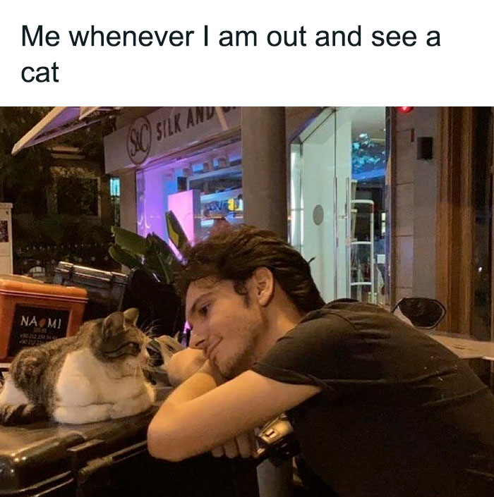 Best-Funny-Cat-Memes-Jokes