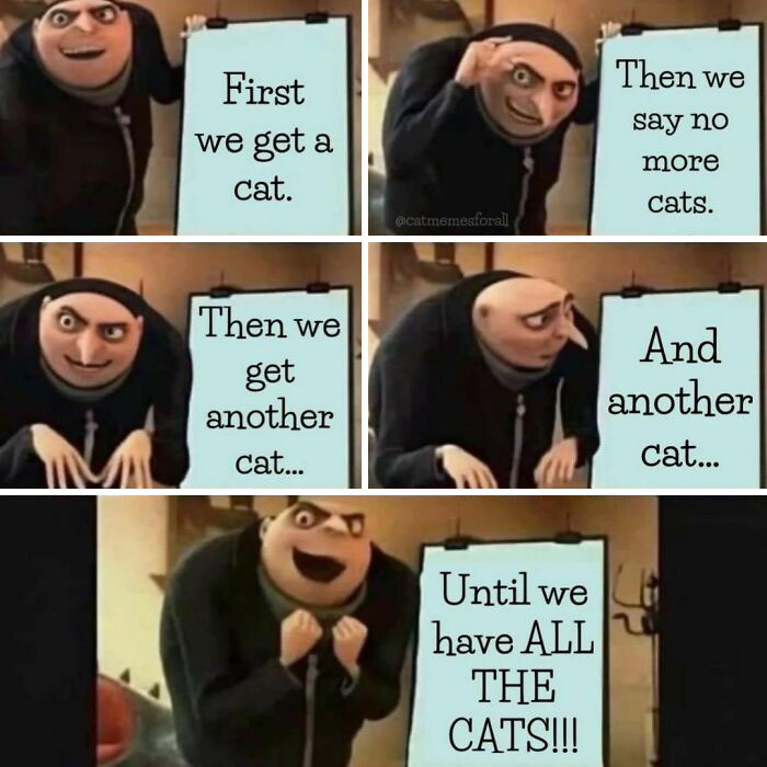 Best-Funny-Cat-Memes-Jokes