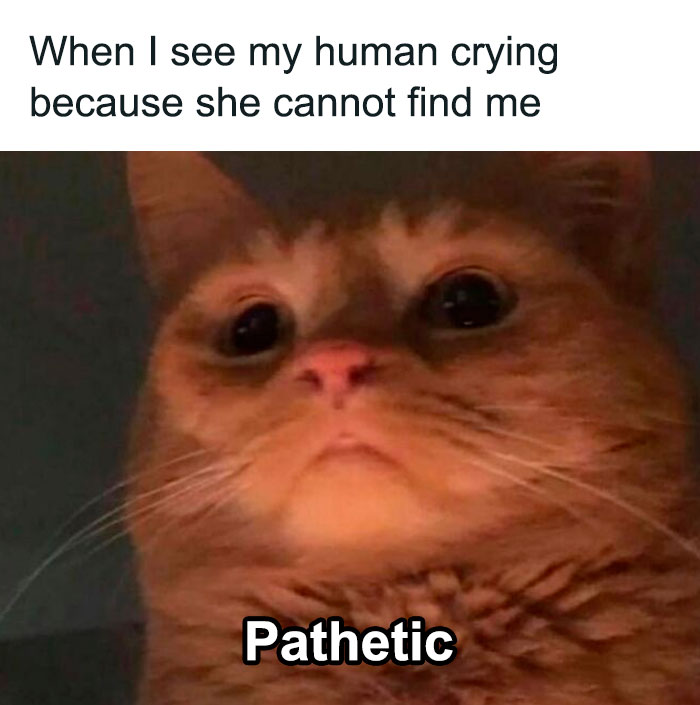 Best-Funny-Cat-Memes-Jokes