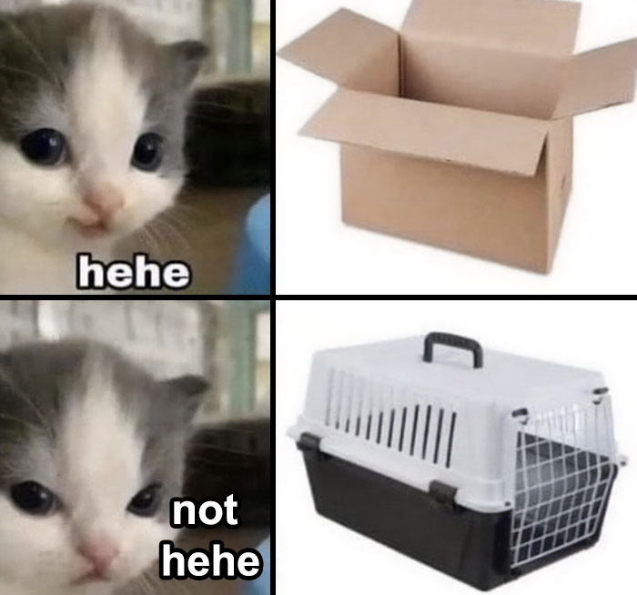 Best-Funny-Cat-Memes-Jokes