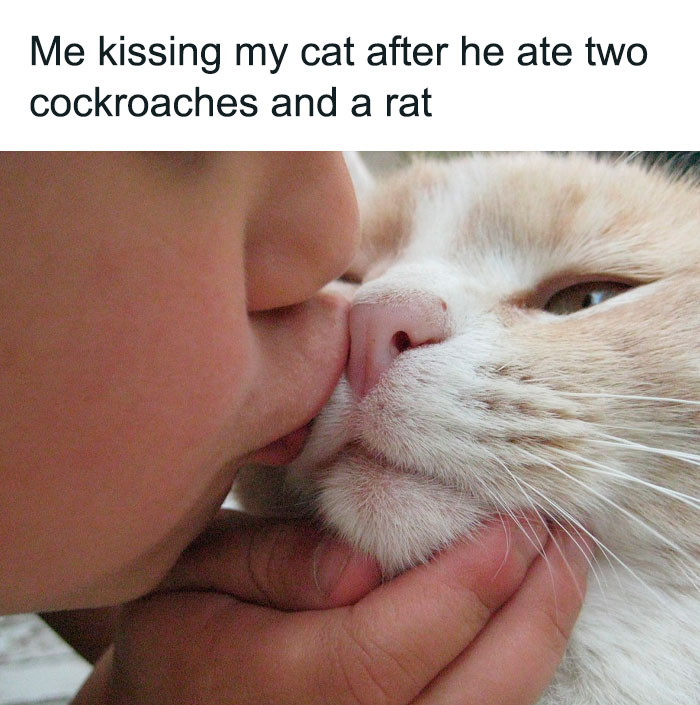 Best-Funny-Cat-Memes-Jokes