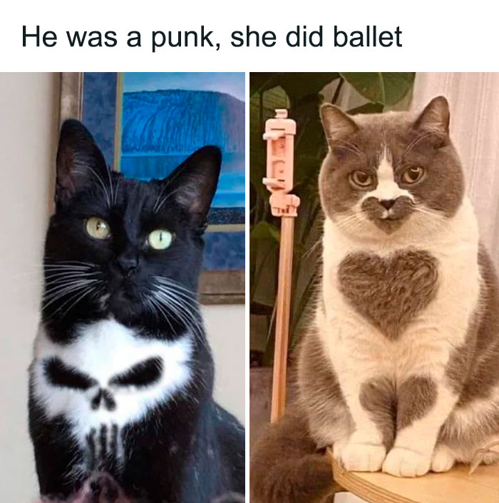 Best-Funny-Cat-Memes-Jokes