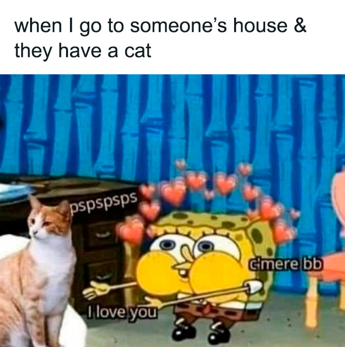 Best-Funny-Cat-Memes-Jokes