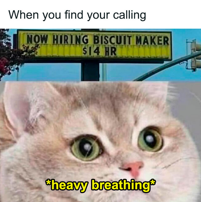 Best-Funny-Cat-Memes-Jokes