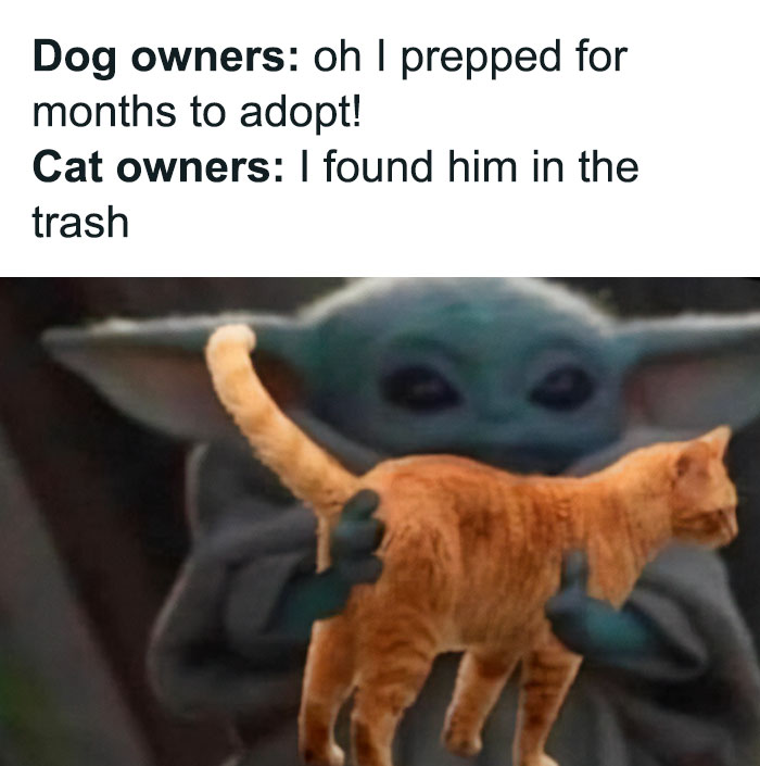 Best-Funny-Cat-Memes-Jokes