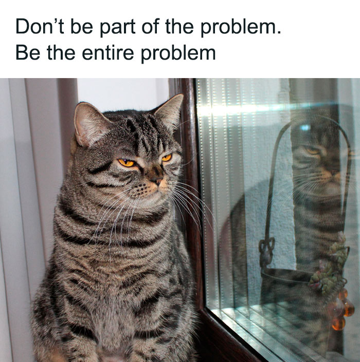 Best-Funny-Cat-Memes-Jokes