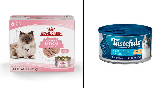 Best Kitten Foods In 2024, Vet-Approved Selection