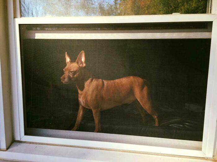 I Snapped A Photo Of My Dog Through A Window Screen That Looks Like An Old Painting