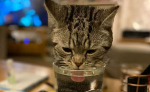 «Esta es mi casa, pero ese no es mi gato»: 35 fotos con los mejores momentos tan divertidos como inesperados