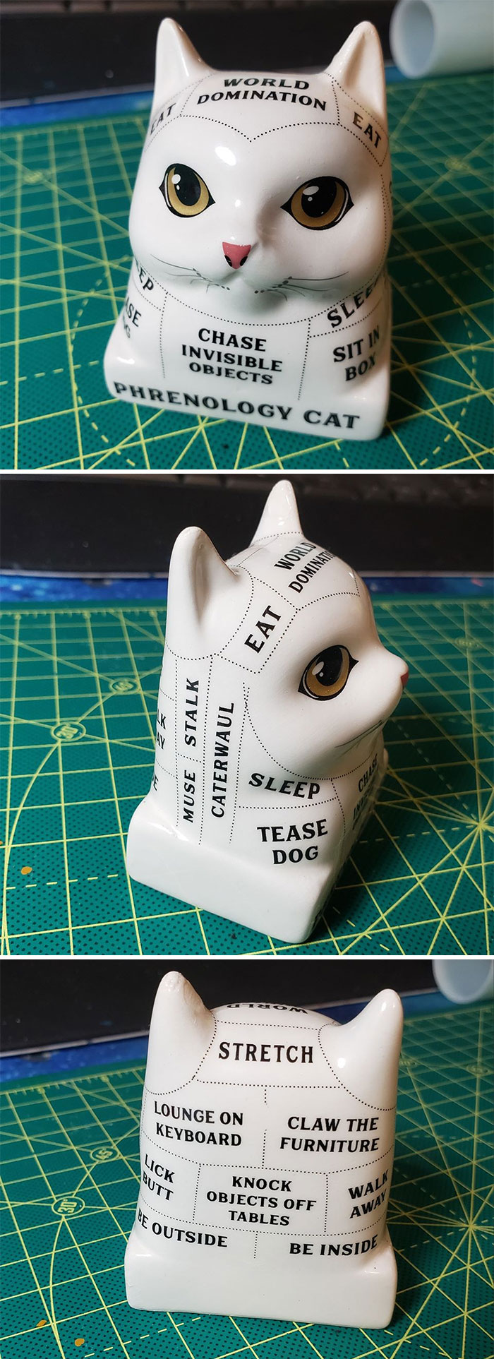 Found This Amazing "Phrenology Cat". Immediately Fell In Love And Knew He Had To Come Home And Be Part Of My Eclectic Mix In My Art Studio!