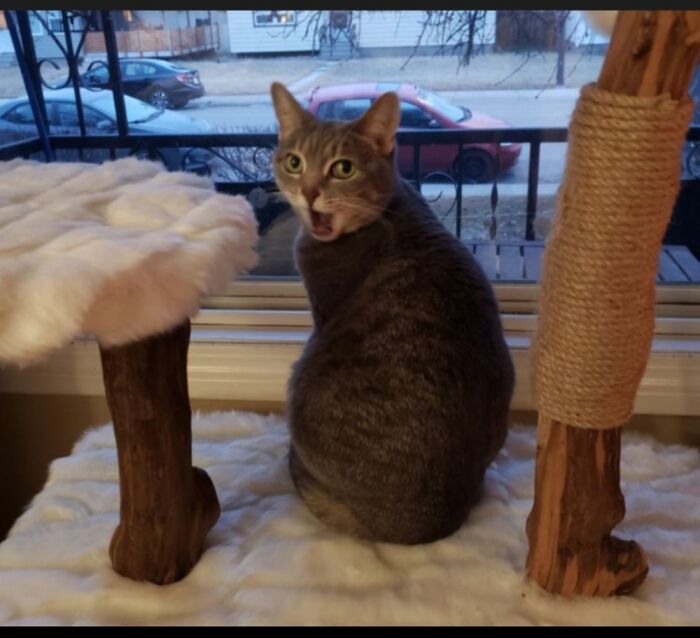 My Cat's Surprise When I Told Her She Was Adopted