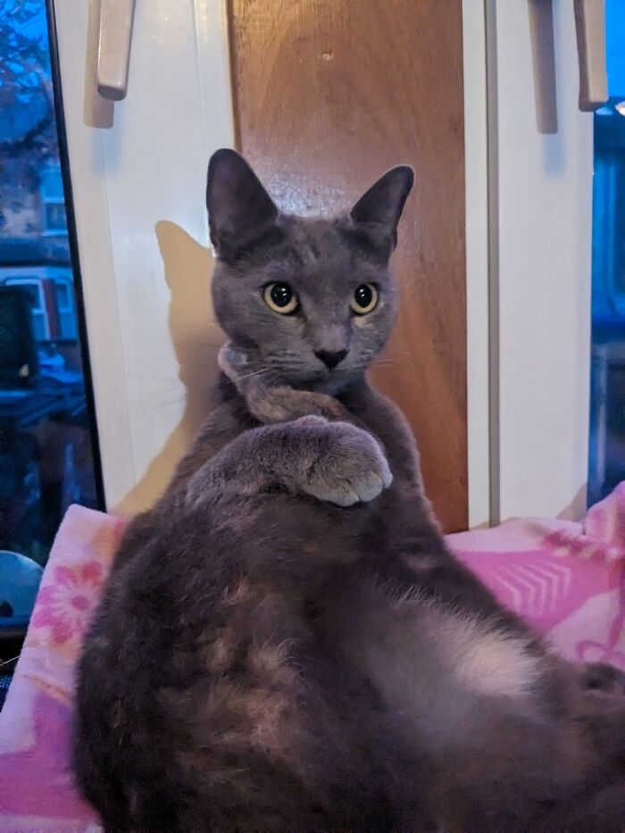 Vinnie Resting Her Chin On Her Backleg