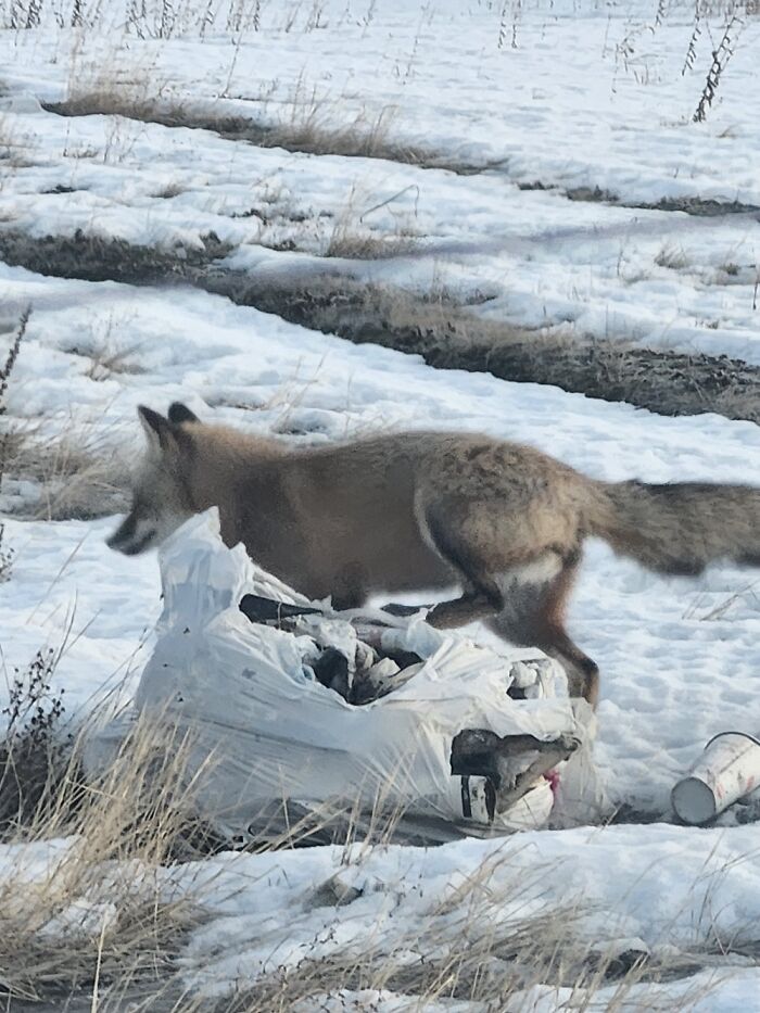 What This Fox Thinks About Littering