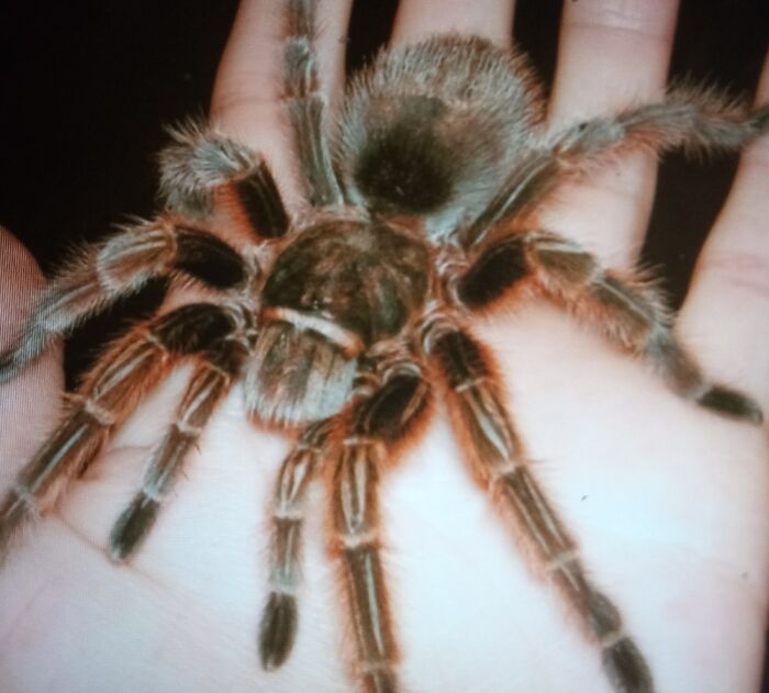 This Is Rosie, Our Turrantula. She Perches On My Shoulder When I Play The Piano