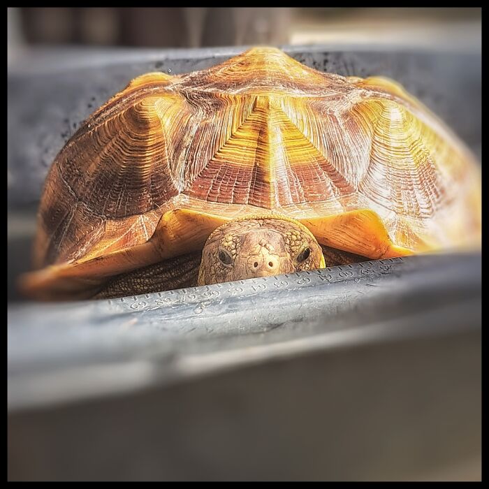 Miss Squeegee Amidst Her Bathing Ritual!