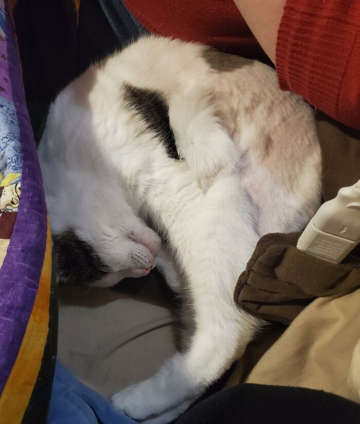 Gloriana In Shrimp Mode