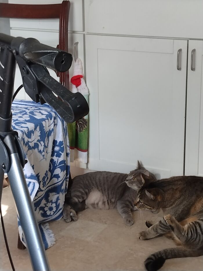 Bouche (Silver) And Audi (Gold) Catting In The Kitchen