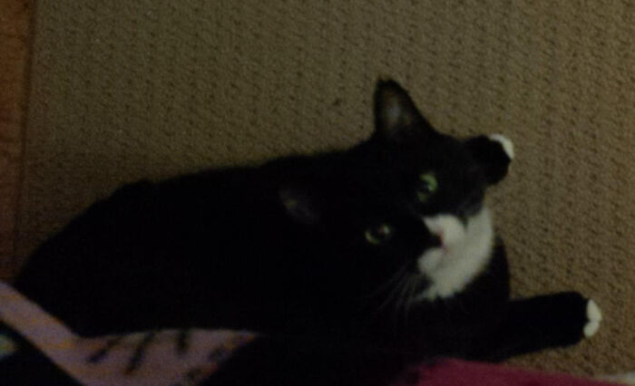 Our Best Cat Ever, Calliope, Who Crossed Over The Rainbow Bridge July 25th, 2022