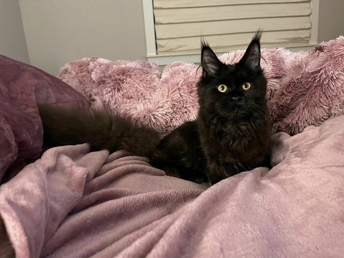 Woman Says The Bond With Her Cat Was Strengthened After The Cat Sneakily Consumed Her Toe