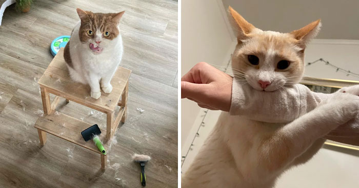 Cat Attacks When Brushing or Grooming: How to Deal With Aggression