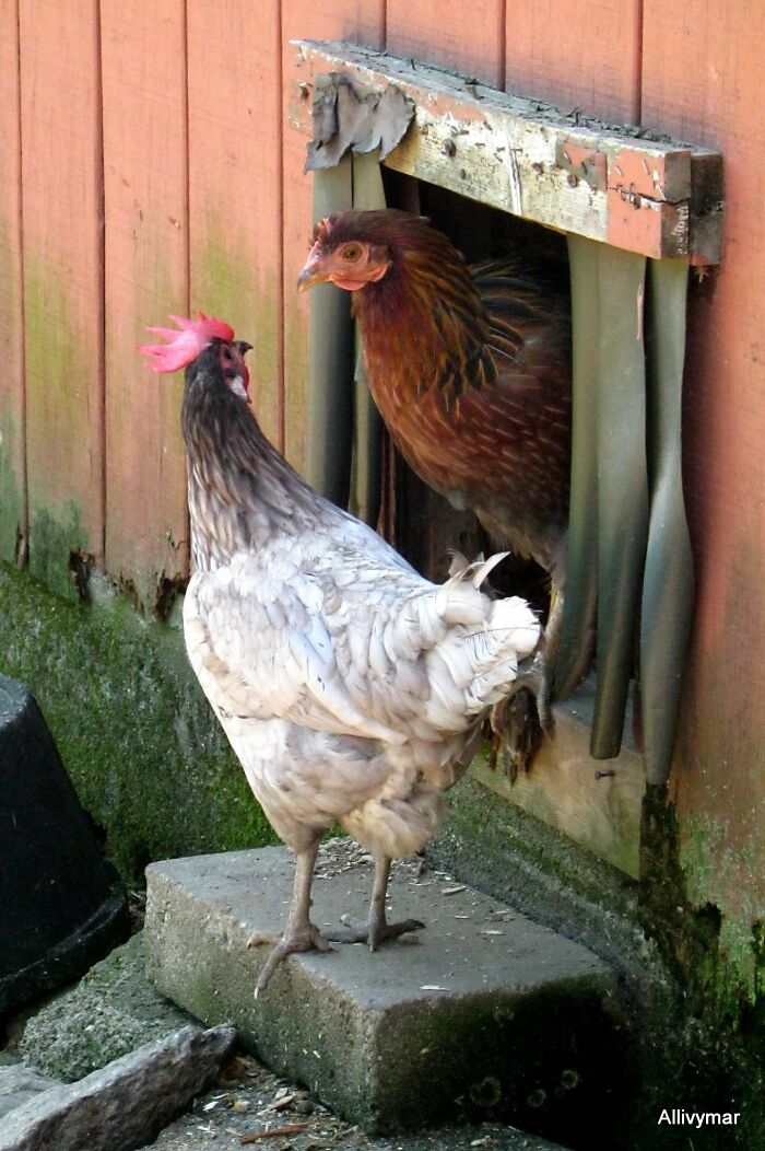 I'm Sorry Mr Leghorn, I Cannot Cross The Road With You Today. The Sky Is Falling
