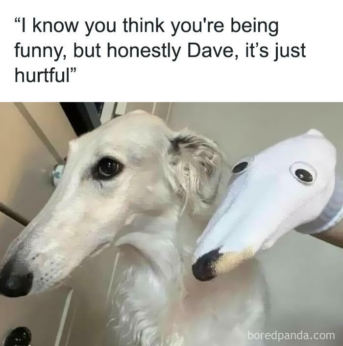 Funny animal meme: dog next to a sock puppet mimic, humorously offended by the imitation with googly eyes.