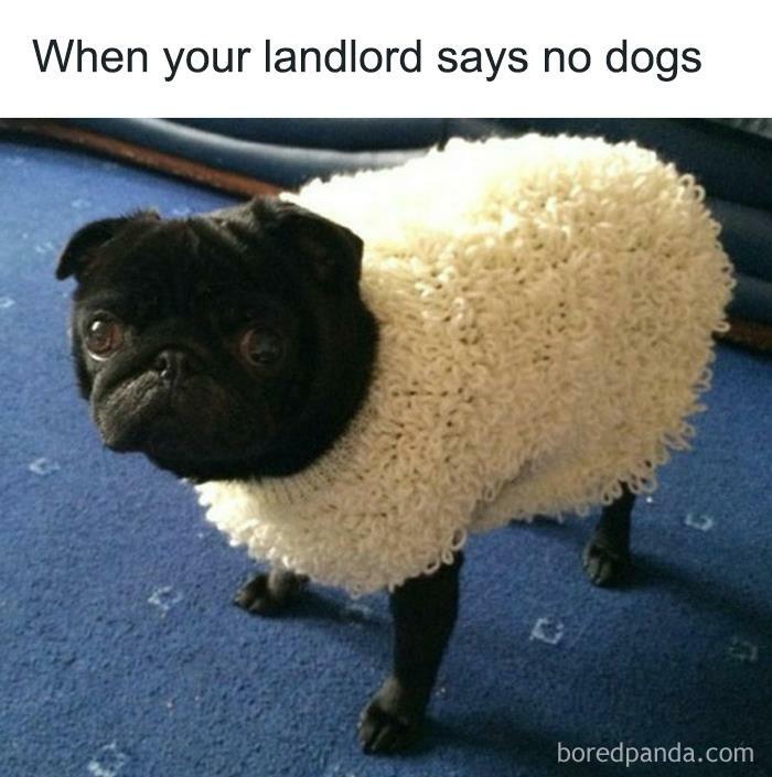Pug in a sheep costume for a funny animal meme, playfully portraying pets as comedians.