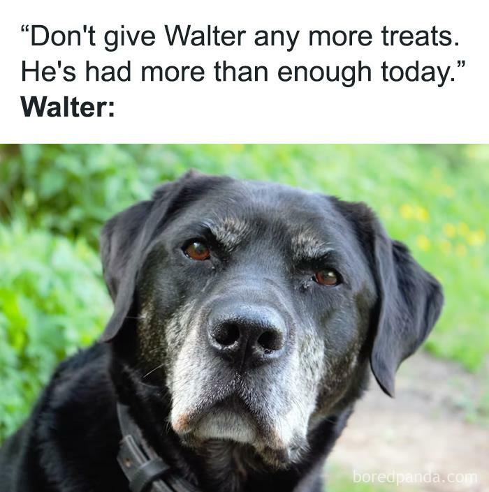 Funny animal meme of a black dog, Walter, looking sadly after being denied more treats.