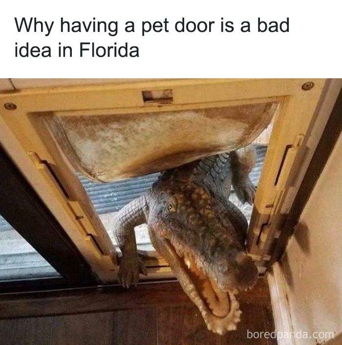 Funny animal meme of an alligator entering a house through a pet door in Florida.
