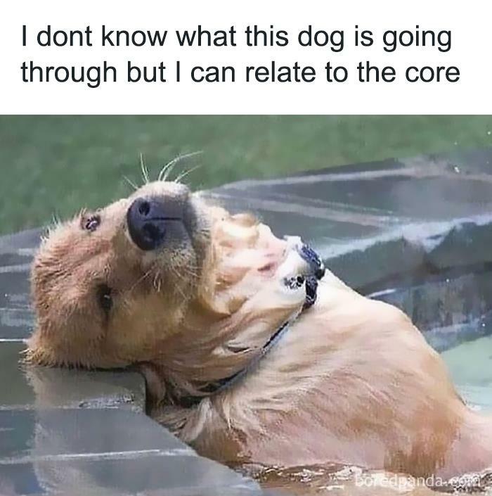 Golden retriever in a pool, looking relaxed yet pensive, captures the charm of funny animal memes.