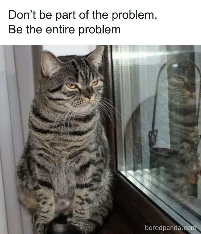 Grumpy cat meme by the window, captioned "Don’t be part of the problem. Be the entire problem." Funny animal meme.