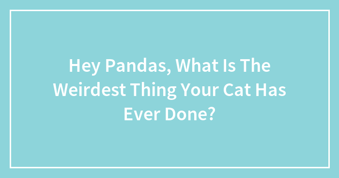 Hey Pandas, What Is The Weirdest Thing Your Cat Has Ever Done? (Closed)