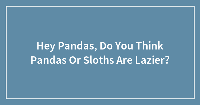 Hey Pandas, Do You Think Pandas Or Sloths Are Lazier?