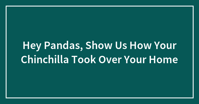 Hey Pandas, Show Us How Your Chinchilla Took Over Your Home