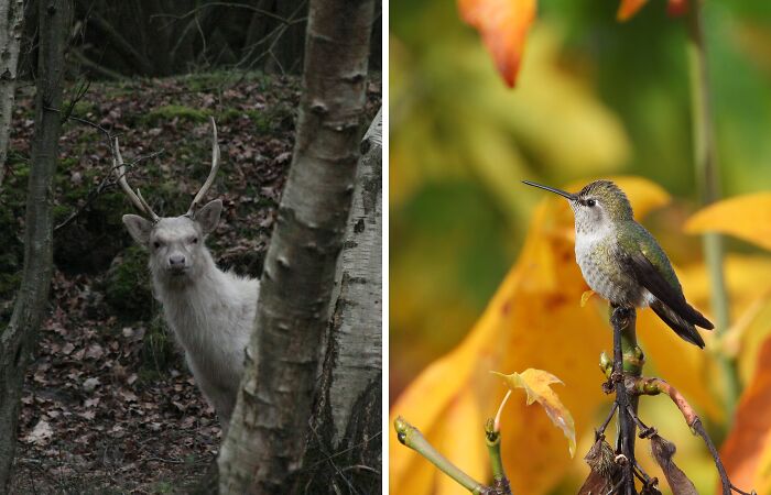 Hey Pandas, Share A Picture You Took Of An Animal (Closed)