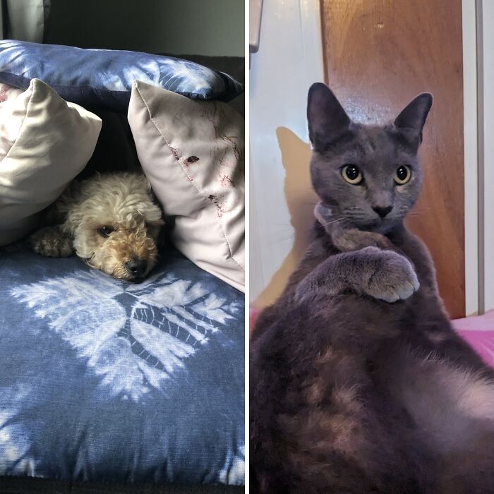 Hey Pandas, What’s The Funniest Picture Of Your Pet That You Have? (Closed)