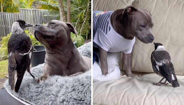 Internet Stirs Online Battle To Reunite Famous Bird Molly With His Canine BFF After Separation