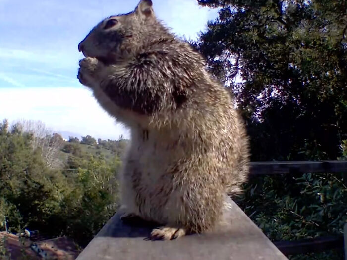 &ldquo;Dog&rdquo; Napping On Porch With Toys Turned Out To Be Not A Dog At All